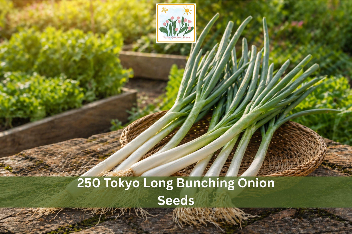 250 Tokyo Long Bunching Onion Seeds | Vegetable Seeds for Green Onion, Scallion, Allium fistulosum