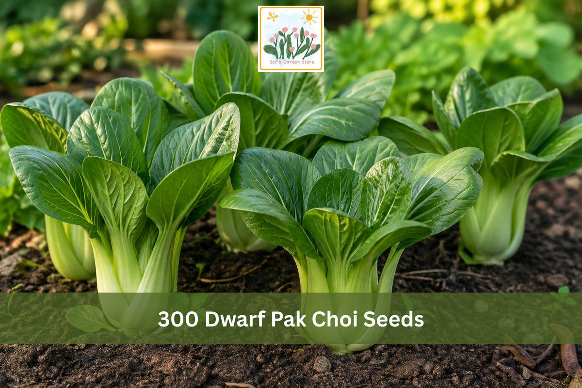 300 Dwarf Pak Choi Seeds | Baby Bok Choy Vegetable Seeds for Container Garden & Small Space Growing | Brassica rapa subsp. chinensis