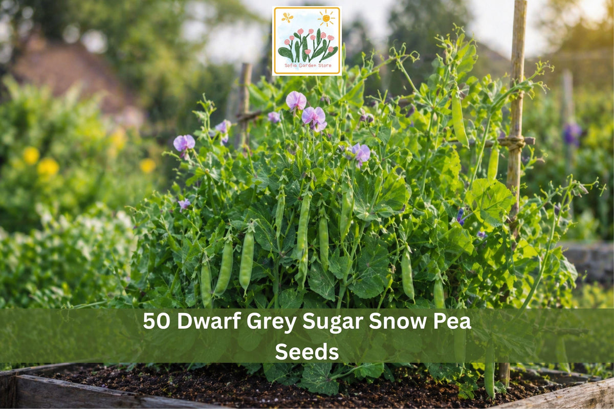 Dwarf Grey Sugar Snow Pea Seeds – Compact Edible Pod Vegetable for Garden, Container, Raised Bed Planting, Pisum sativum