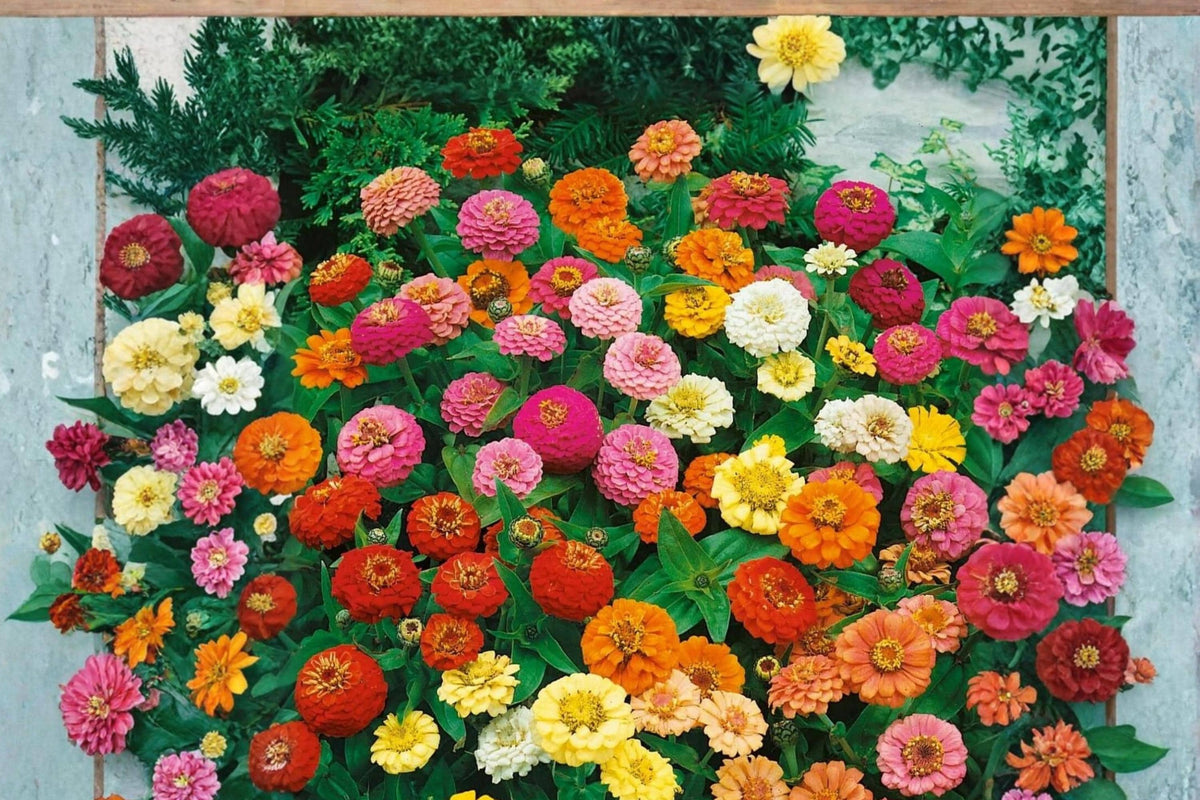 Strawberry Parfait Zinnia Seeds – Pink & Cream Bicolor Annual Flower for Garden Beds & Containers – Zinnia elegans