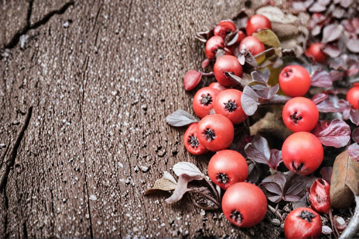 Creeping Cotoneaster Seeds – Ground Cover Shrub, Low-Growing, Deciduous, Cotoneaster adpressus, Ornamental Landscape Plant