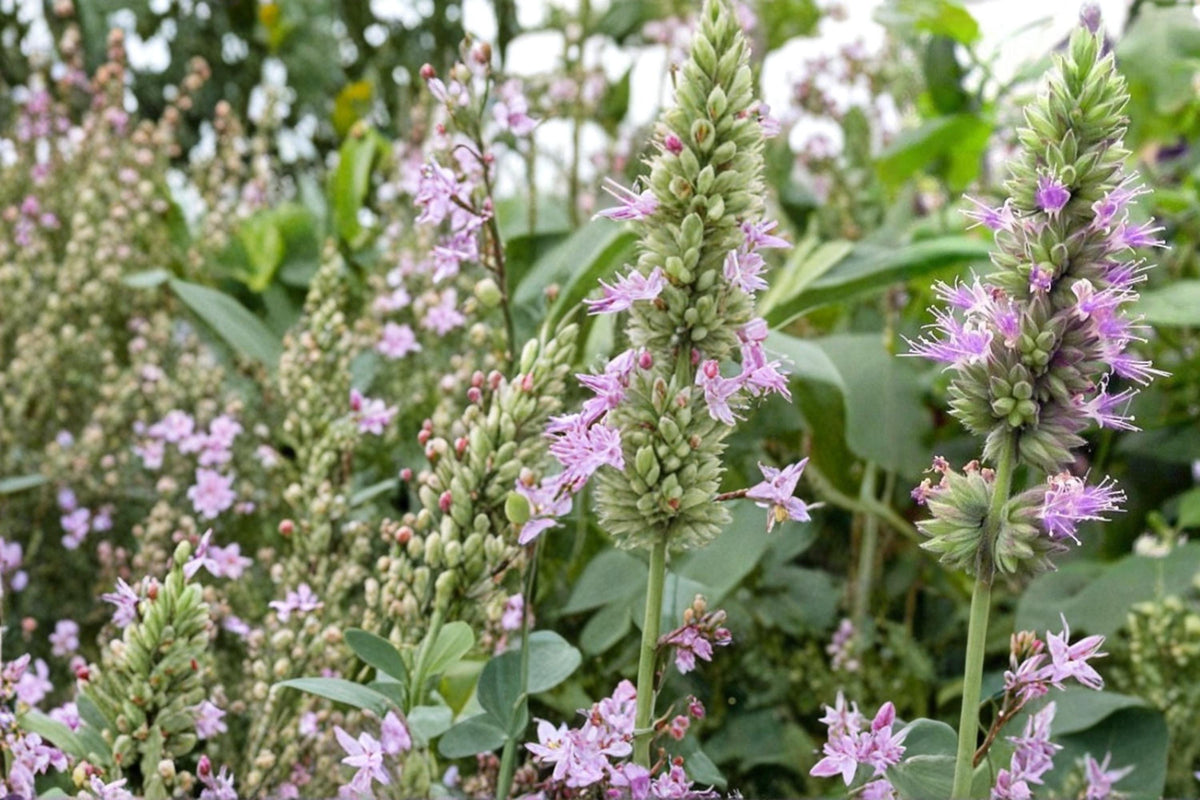 Patchouli Seeds – Pogostemon cablin Aromatic Tropical Herb for Garden or Container Cultivation
