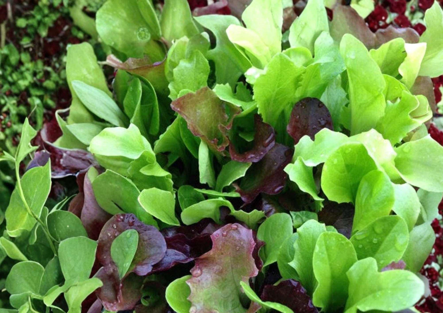 Mixed Greens Lettuce Seeds, Gourmet Salad Blend, Heirloom Vegetable Seeds for Garden Planting, Cut and Come Again, Cool Weather Growth