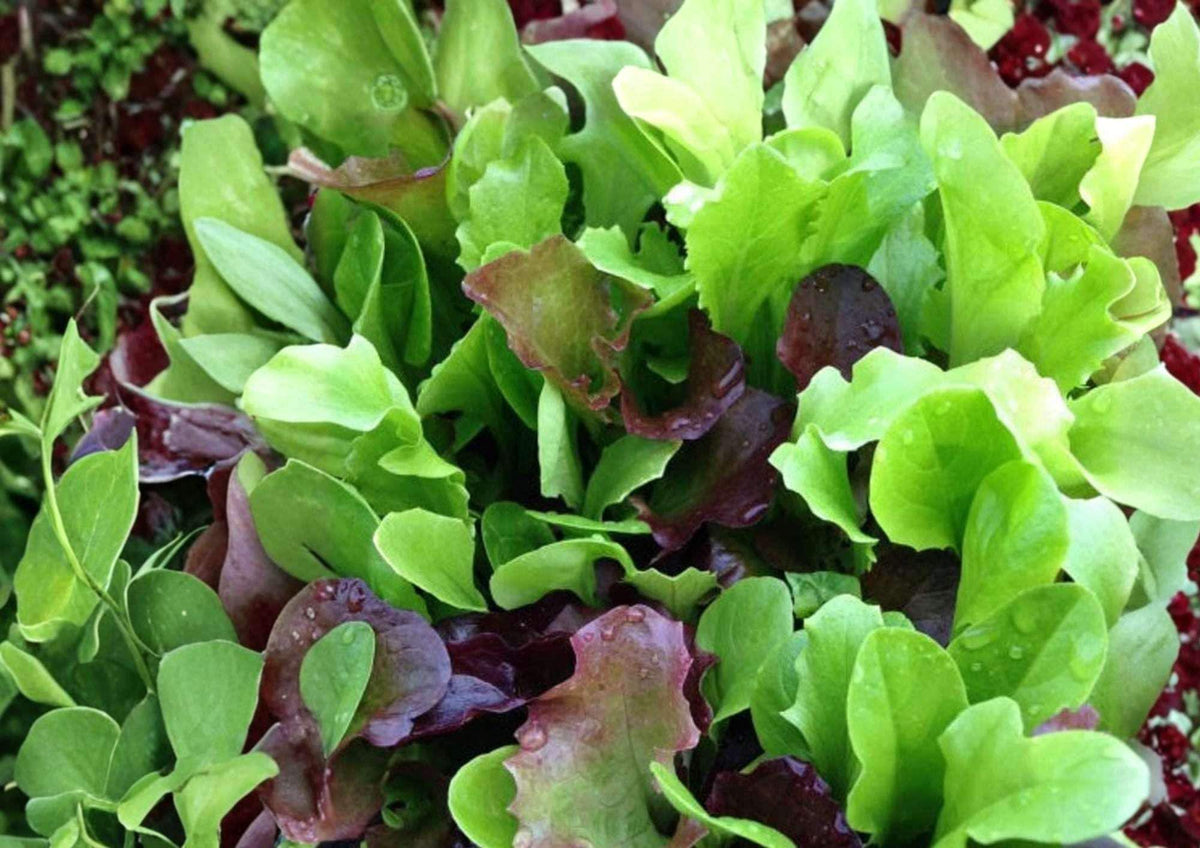 Mixed Greens Lettuce Seeds, Gourmet Salad Blend, Heirloom Vegetable Seeds for Garden Planting, Cut and Come Again, Cool Weather