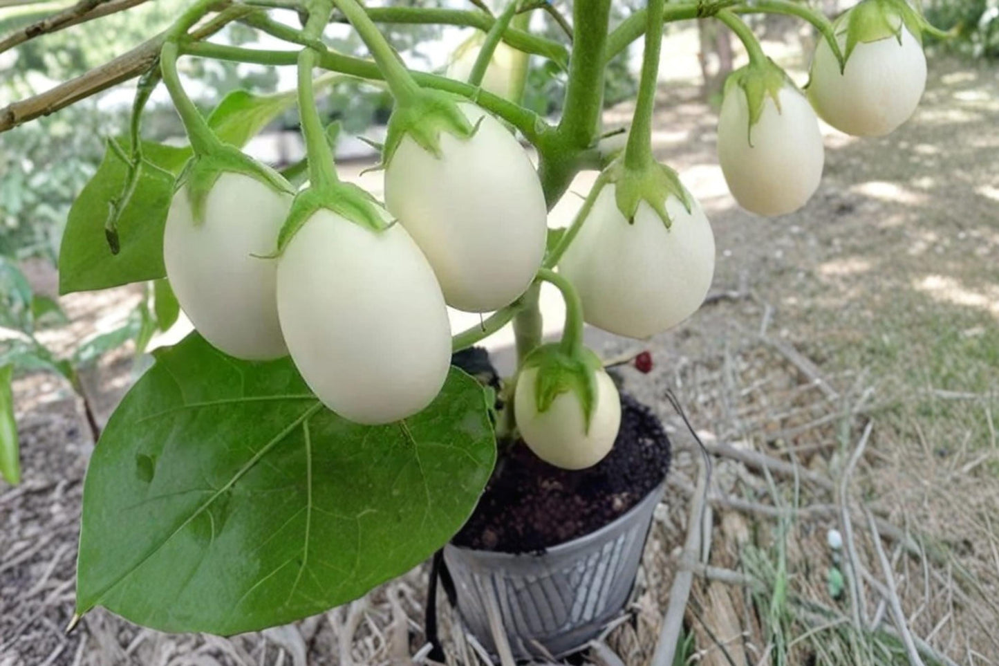 White Eggplant Seeds – Solanum melongena, Compact Annual Vegetable for Garden Beds & Containers