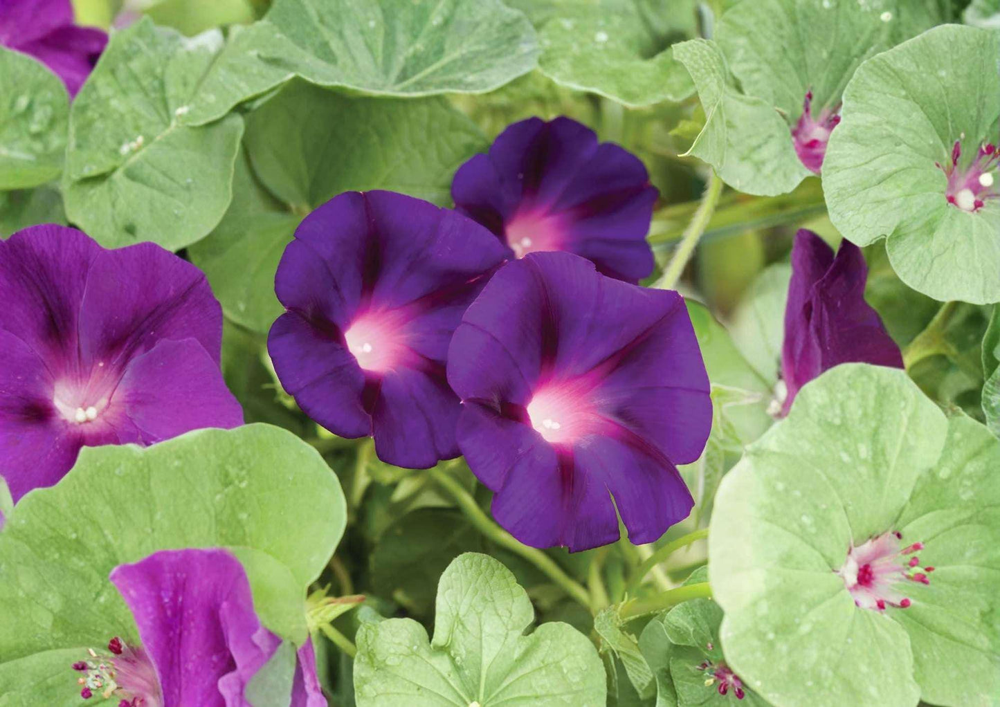 Grandpa Ott Morning Glory Seeds, Heirloom Purple Climbing Vine, Fast-Growing Flower Seeds for Garden, Pollinator Attracting Plant