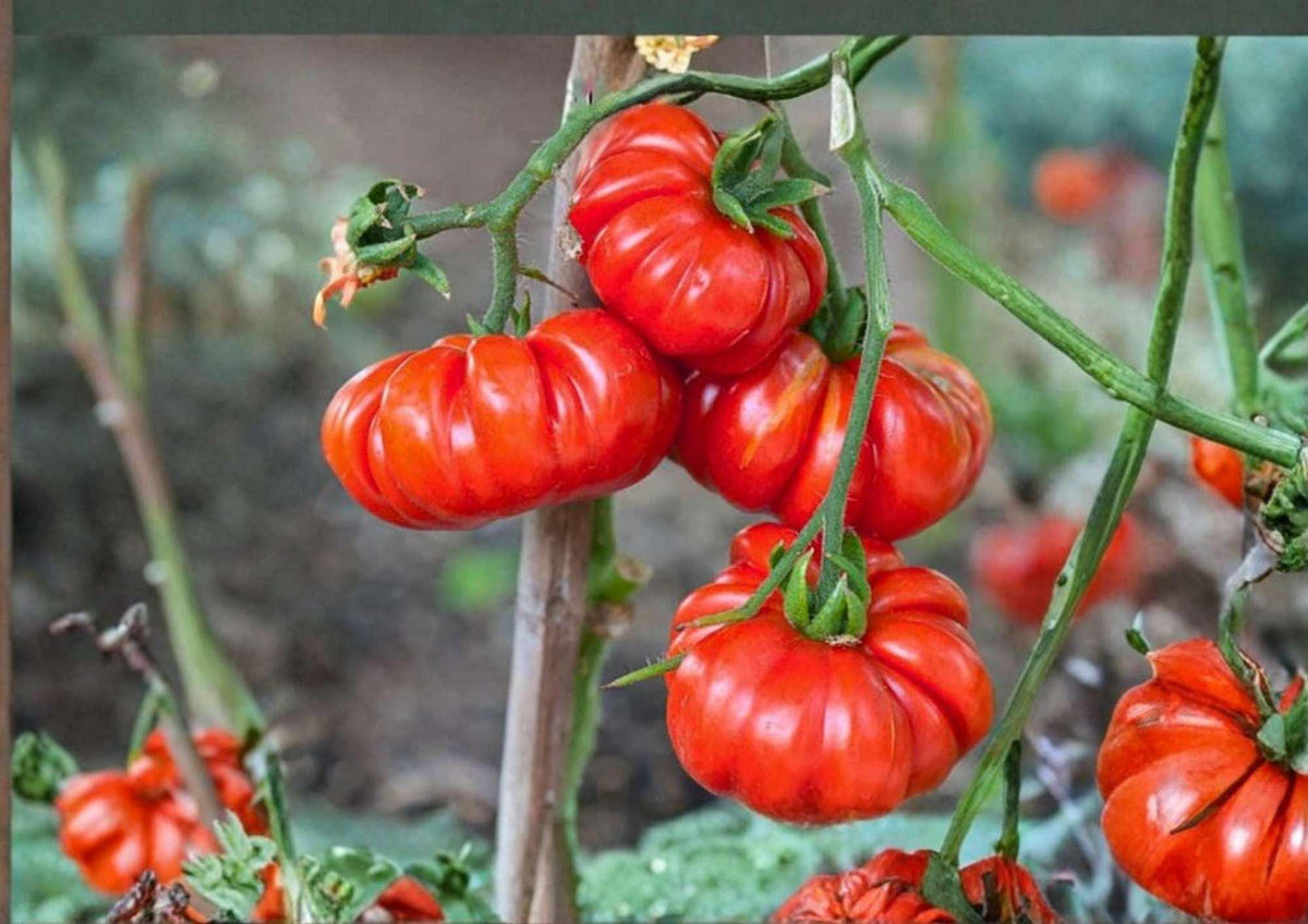 Mortgage Lifter Tomato Seeds – Heirloom Non-GMO Large Beefsteak Pink Red Fruit for Garden Planting
