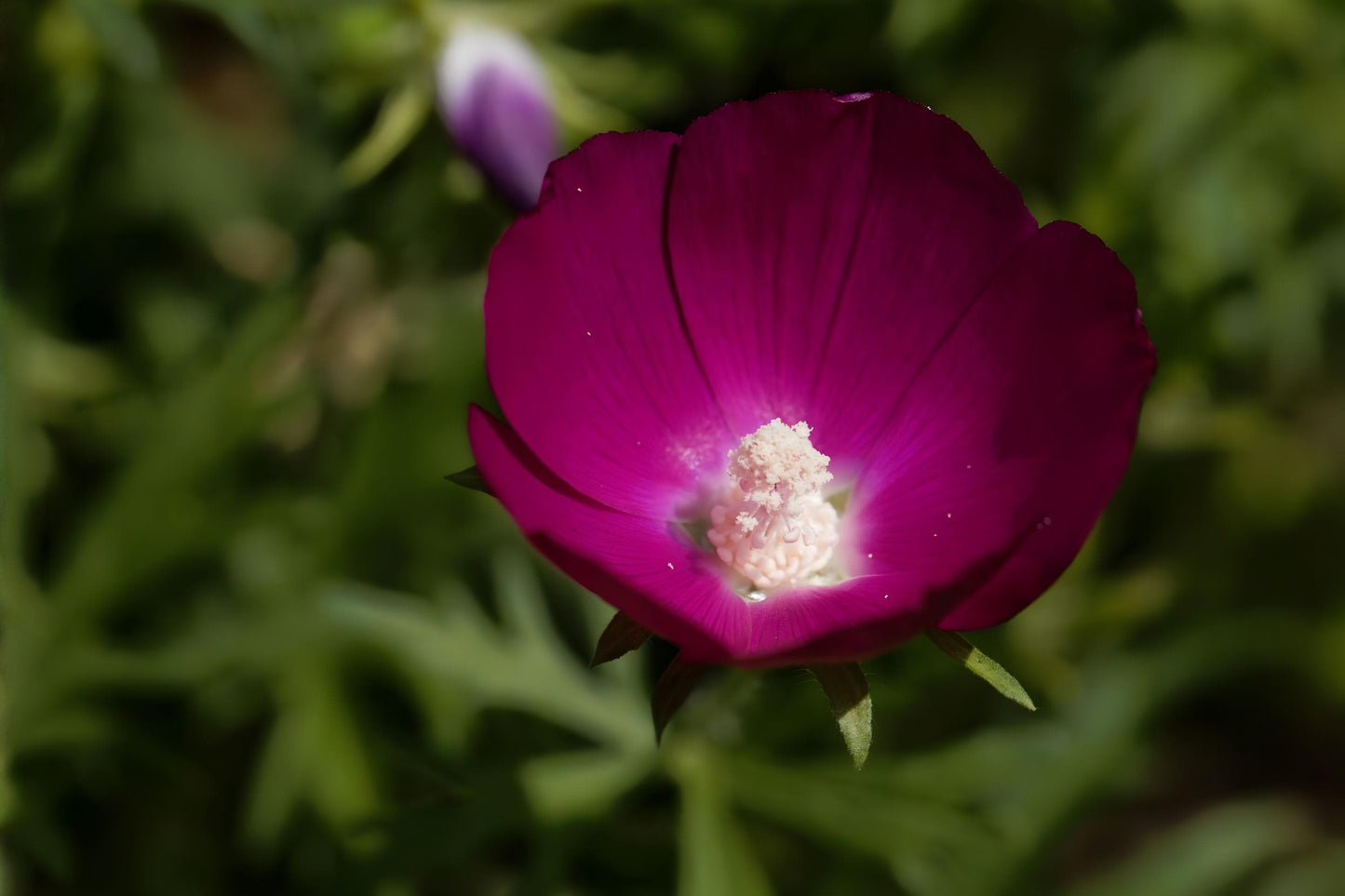 Purple Poppy Mallow Seeds – Native Prairie Perennial, Drought Tolerant, Bright Purple Blooms, Callirhoe involucrata, Easy to Grow