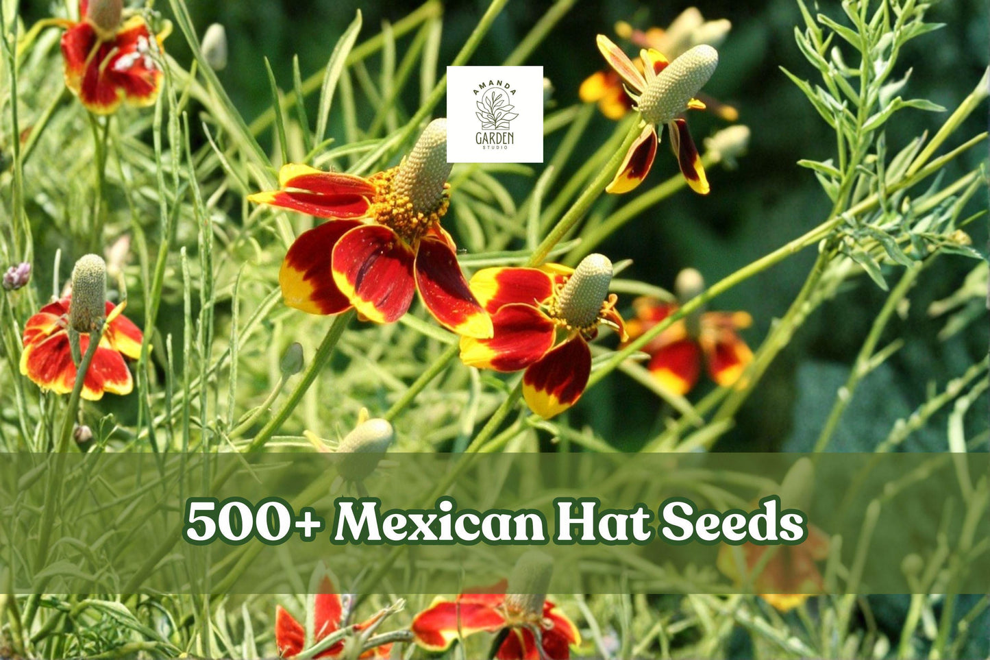 500+ Mexican Hat Wildflower Seeds | Ratibida columnifera Native Perennial for Pollinator Gardens & Xeriscape