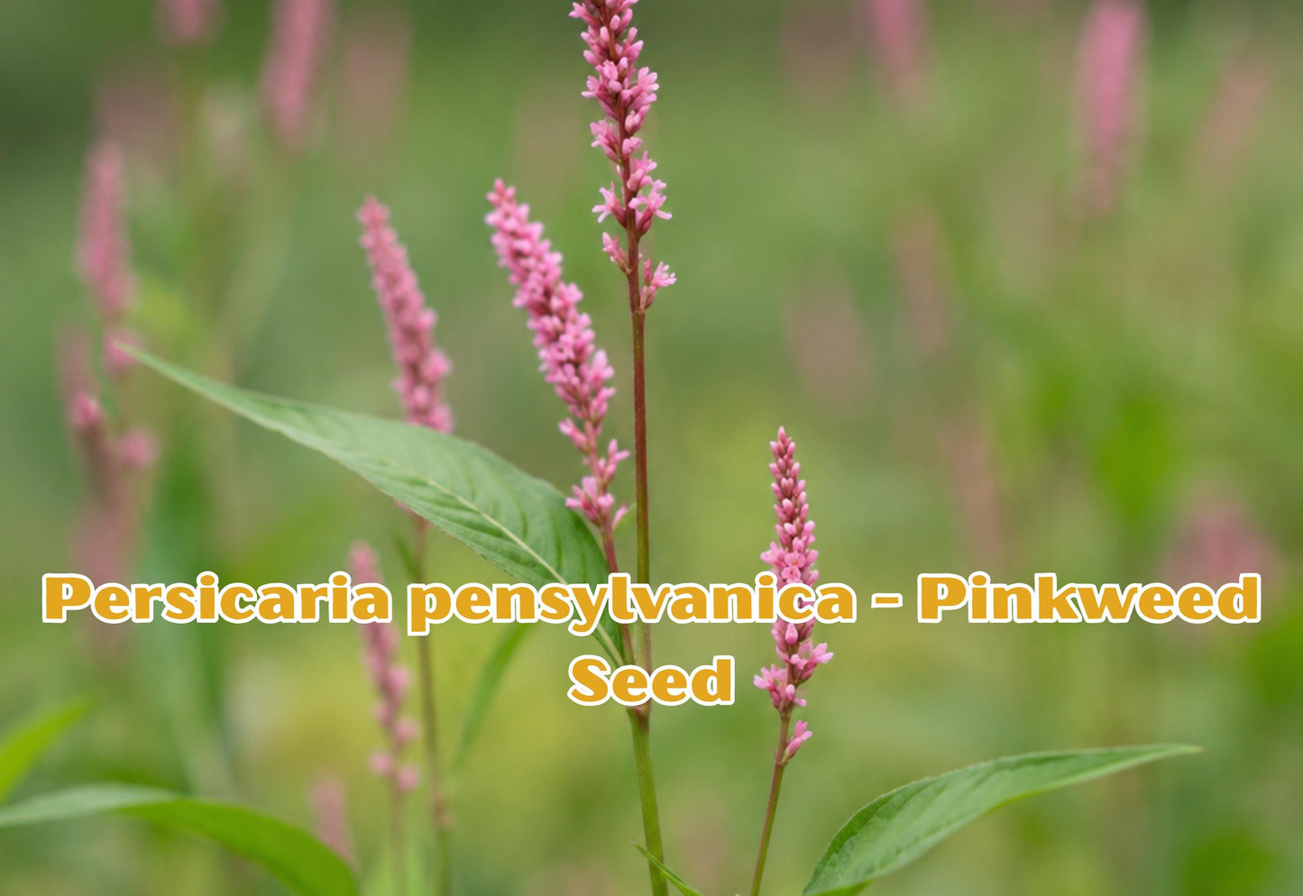 Persicaria pensylvanica Pinkweed Seeds – Native Pink Flower Annual for Pollinator Gardens, Cottage & Meadow Landscaping