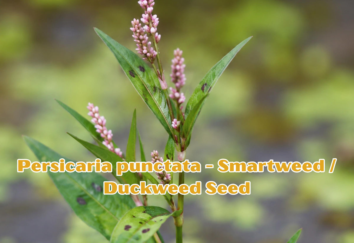 30 Seeds Persicaria punctata Smartweed Wetland Plant Native Wildflower for Water Gardens & Ponds