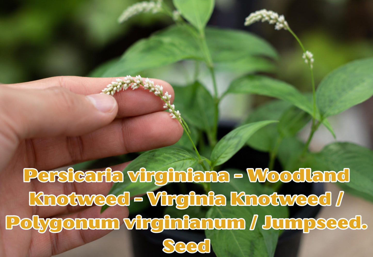 Persicaria virginiana Seeds – Woodland Knotweed, Virginia Native Wildflower, Perennial, Shade Garden, Pollinator Attractant