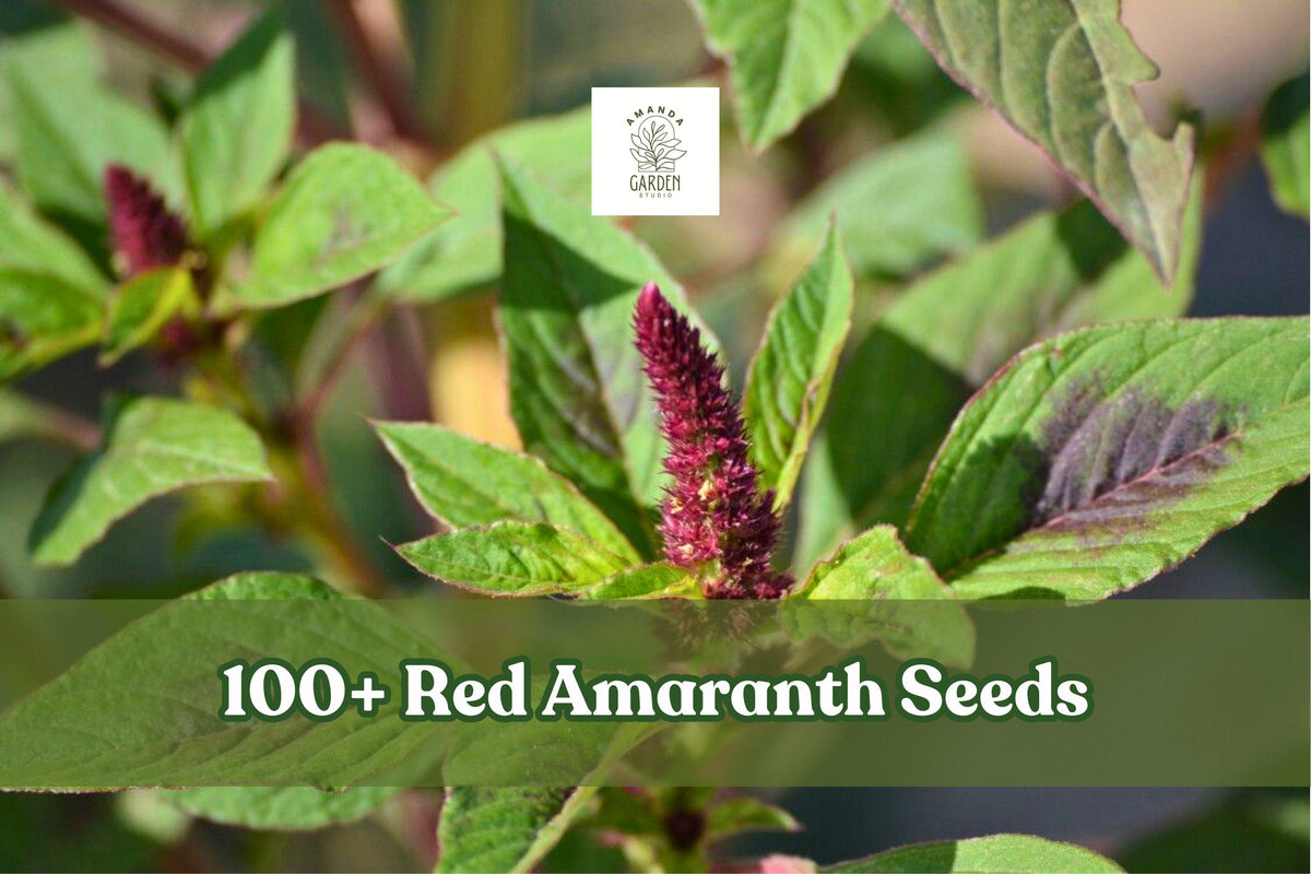 Red Amaranth Seeds | Amaranthus tricolor Vegetable Seeds for Garden, Container, Indoor & Outdoor Planting