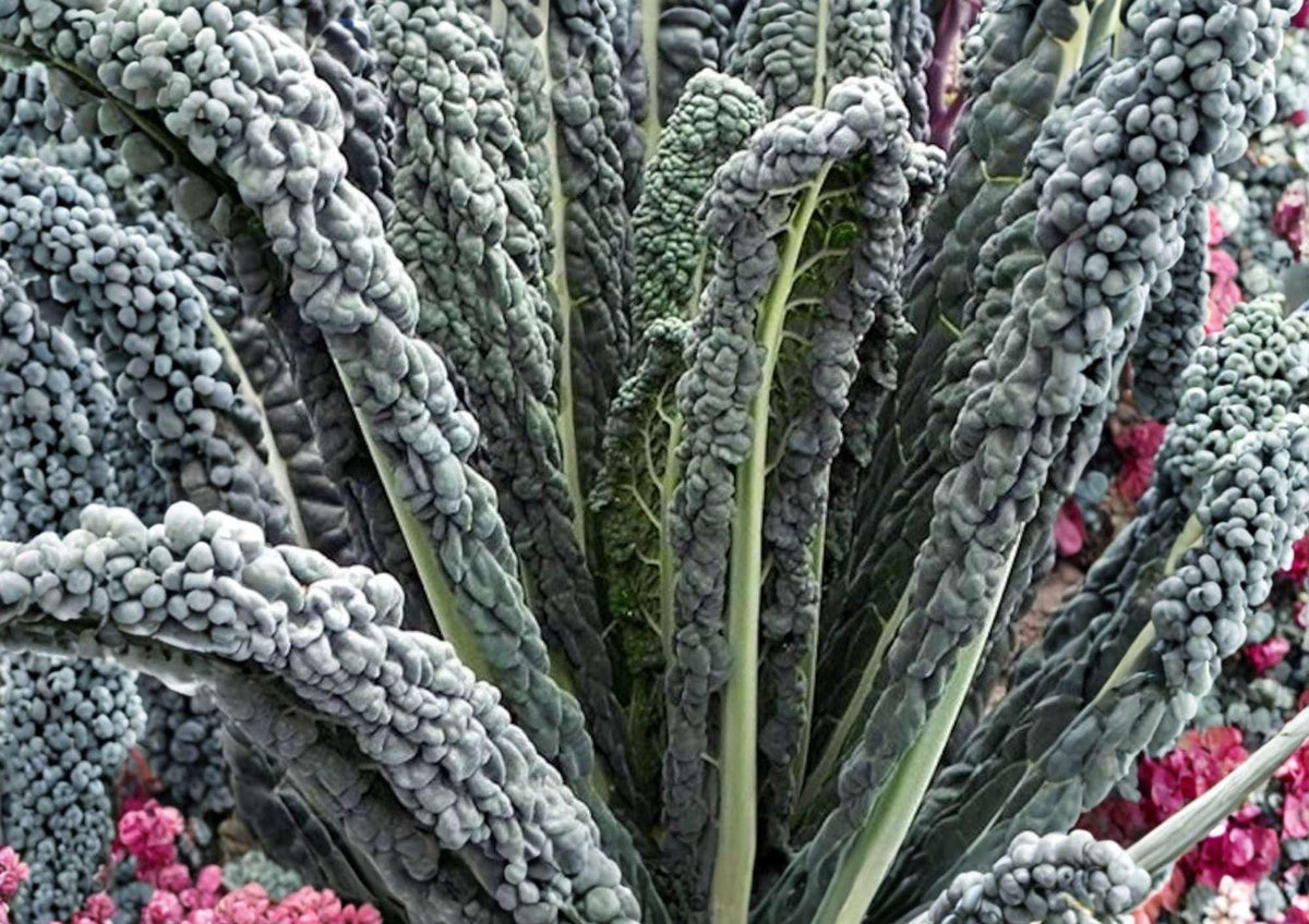 Black Magic Kale Seeds – Heirloom Dark Green Lacinato Tuscan Kale for Garden, Cold Hardy, Nutritious Greens, 1400+ Seeds