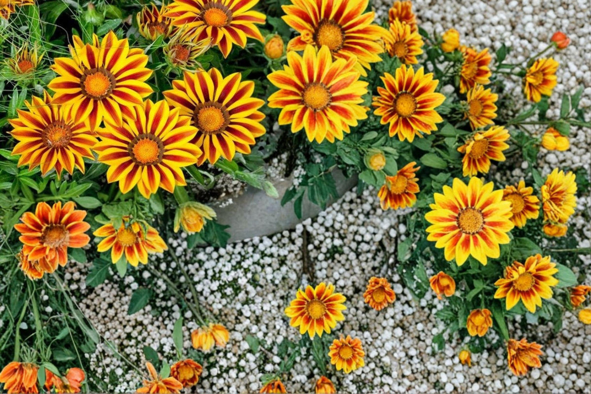 Gazania Flame Kiss Seeds – Red and Yellow Daisy Flowers for Sunny Gardens, Borders, Containers – Gazania rigens Plant