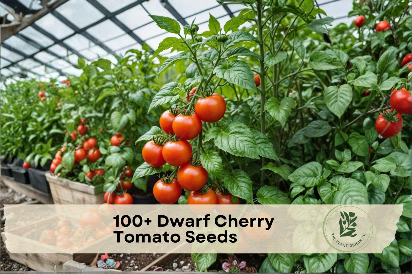 Dwarf Cherry Tomato Seeds, Compact Bush, Red Fruit, Solanum lycopersicum, Ideal for Containers & Small Gardens