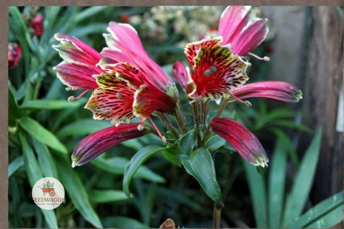 Parrot Lily Tubers | Alstroemeria psittacina | Peruvian Lily | Tropical Flowering Plant | Hummingbird Attractant | Cut Flowers