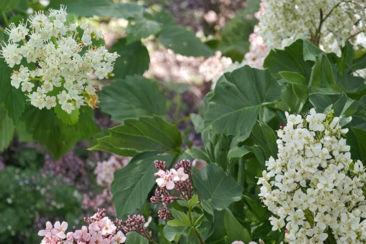 Arrowwood Viburnum Seeds – Viburnum dentatum Shrub for Hedgerows and Borders, Hardy Deciduous Plant