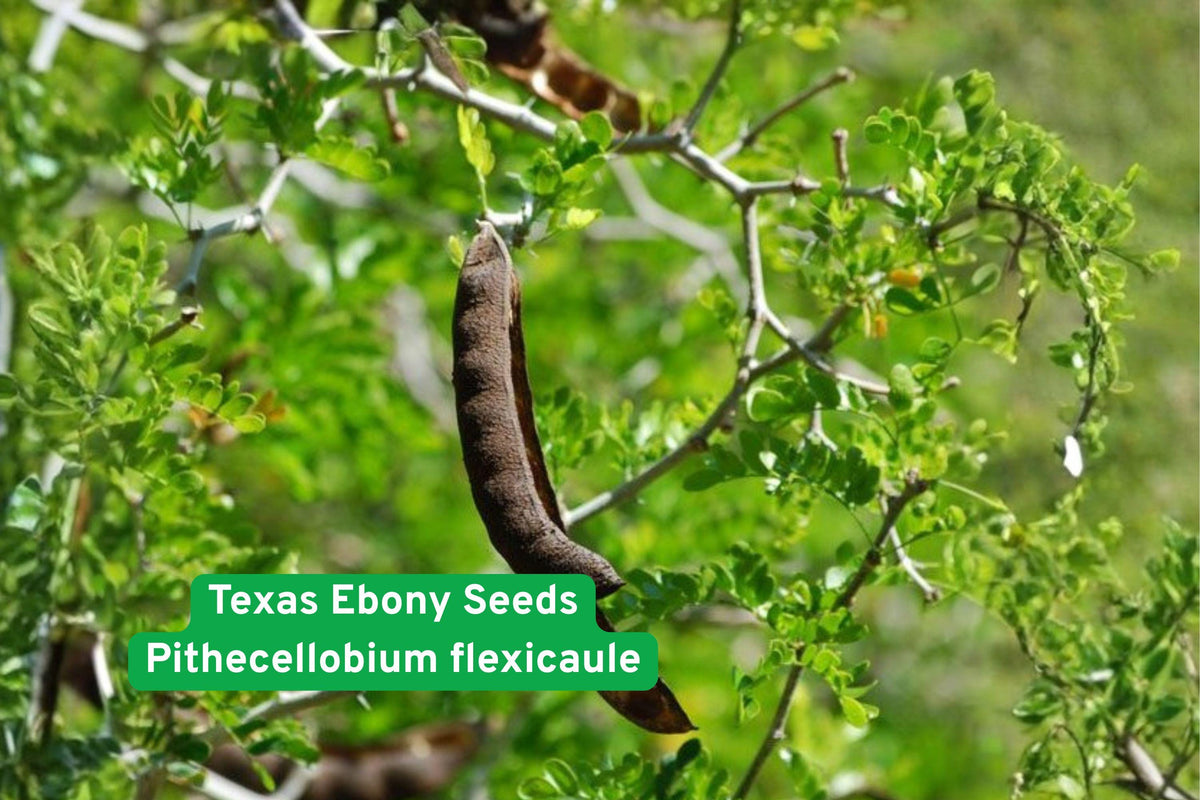 Texas Ebony Seeds - Drought Tolerant Evergreen Tree with Fragrant Cream Flowers, Pithecellobium flexicaule, Xeriscape & Wildlife Garden