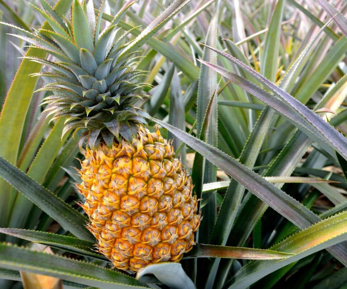 Elite Gold Pineapple Live Plants Set of 4 | Tropical Fruit Indoor Outdoor Garden | Ananas comosus