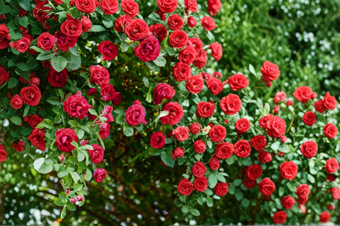 Red Climbing Rose Live Plant Bare Root – Rosa spp. | Vibrant Red Double Flowers | Vertical Garden, Fence, Trellis