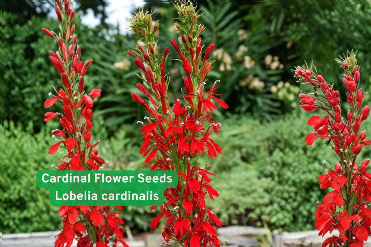 Cardinal Flower Seeds Lobelia cardinalis Native Wildflower for Pollinator Gardens and Rain Gardens, Red Hummingbird Plant