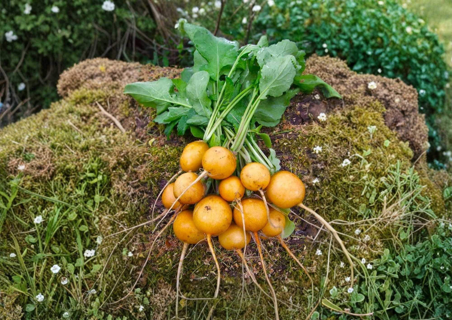 300+ Golden Helios Radish Seeds – Heirloom Bright Yellow Round Radish Seeds for Garden, Fast Growing, Crisp, Mild Flavor