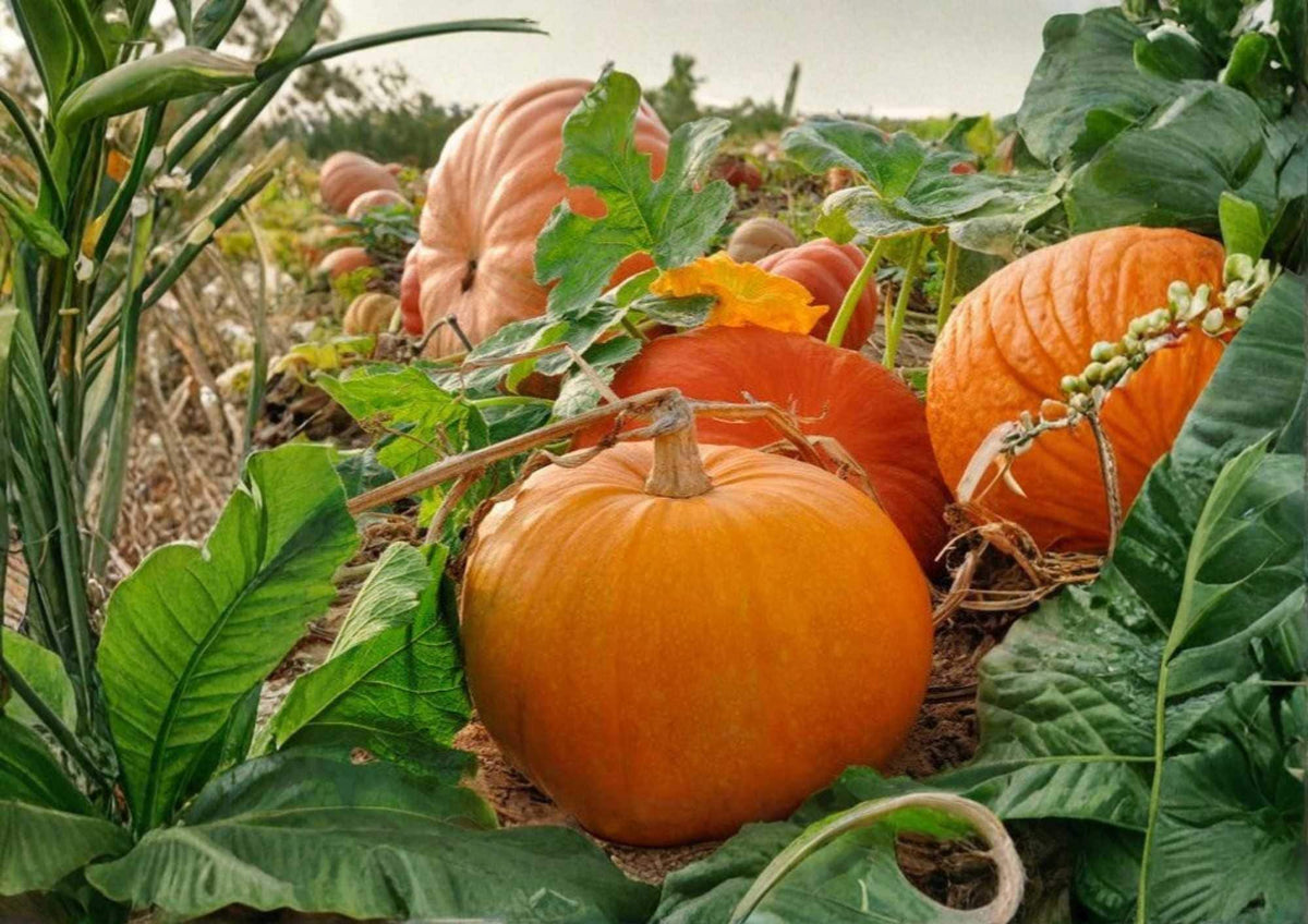 Large Jack O Lantern Pumpkin Seeds – Heirloom Carving Pumpkin Variety for Garden Planting, Bright Orange, 25-40 lbs