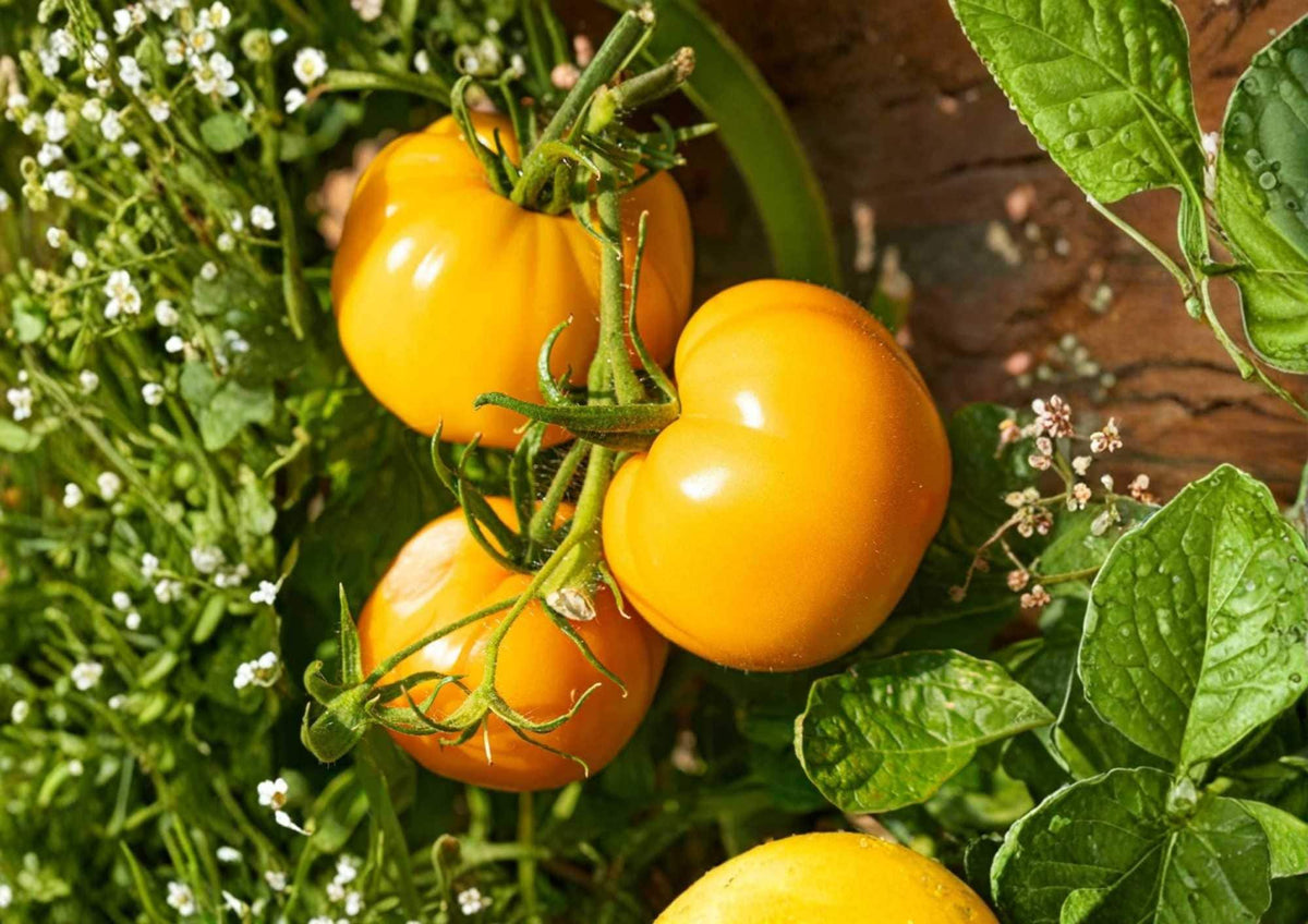 Amana Orange Tomato Seeds – Heirloom Non-GMO Rare Large Golden Beefsteak Tomato Seeds for Garden Planting