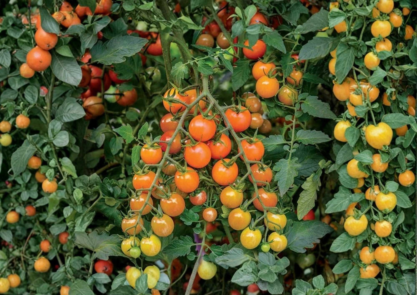 Orange Cherry Tomato Seeds, Heirloom, Small Bright Orange Fruit, High Yield, Garden Planting, Solanum lycopersicum
