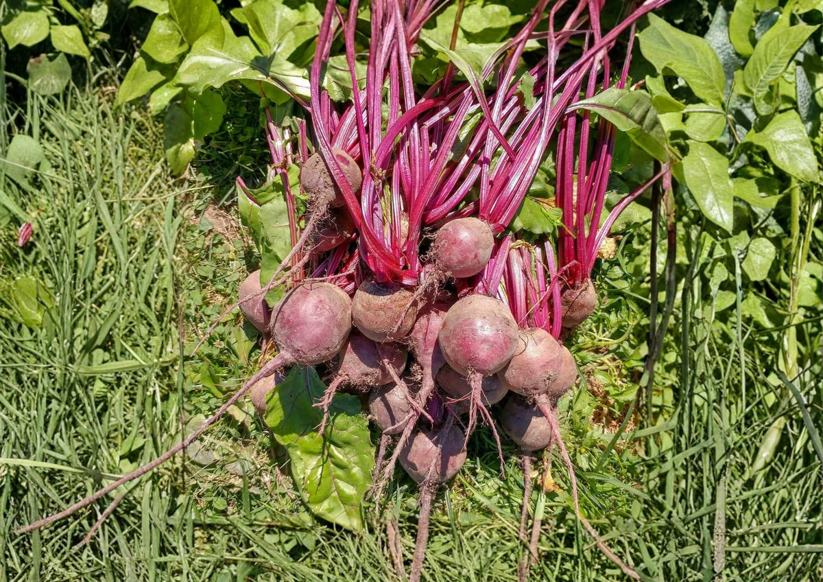 Organic Heirloom Detroit Dark Red Beet Seeds for Garden, Non-GMO, Vegetable Seeds, Deep Red Roots