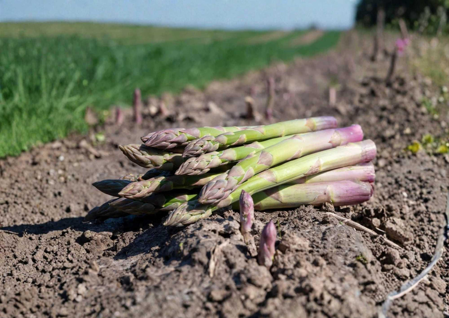 Organic Asparagus Seeds 100+ UC 157 F2 Non-GMO Vegetable Seeds for Garden Planting, High Yield, Tender Spears, Perennial Crop