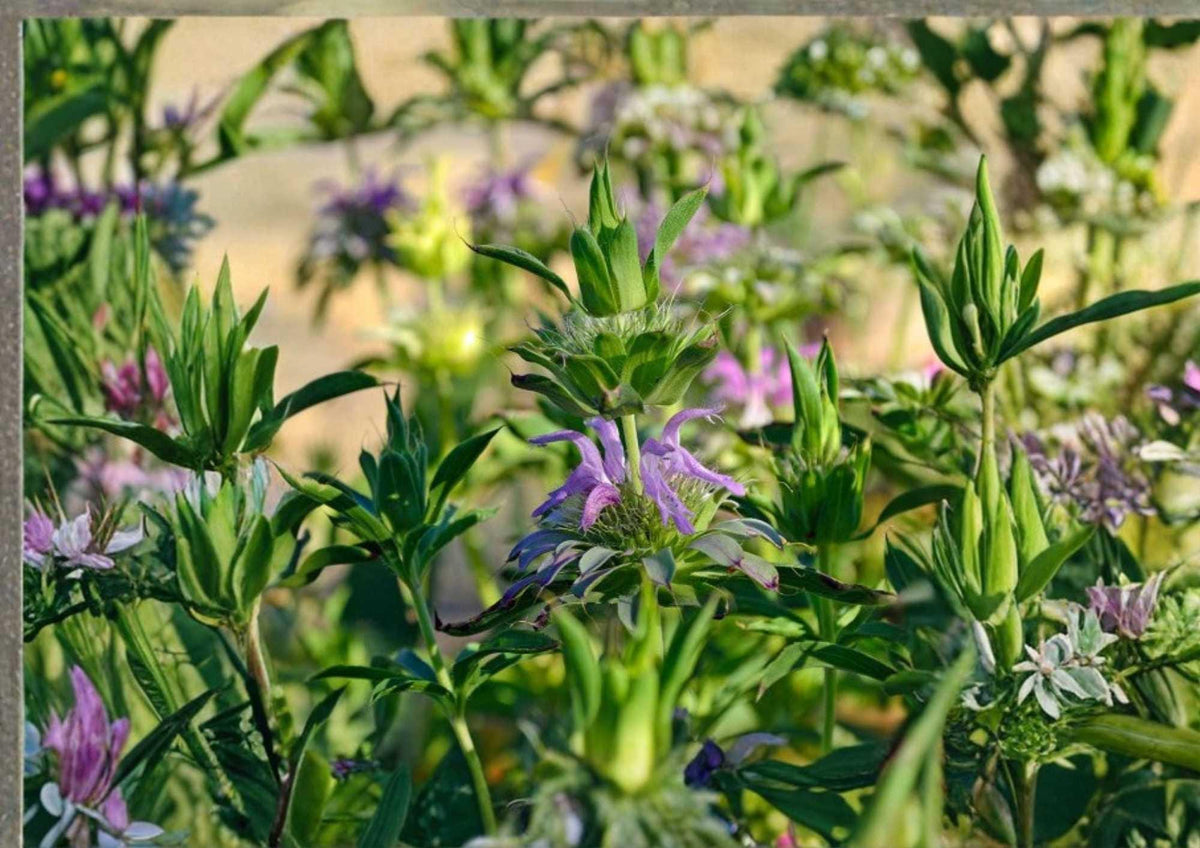 Lemon Mint Seeds, Organic Heirloom Non-GMO Herb Seeds for Garden, Lemon Bee Balm (Monarda citriodora) Pollinator-Friendly Planting