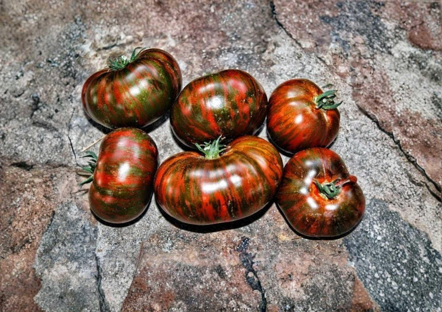 Vintage Wine Striped Tomato Seeds, Heirloom Beefsteak, Large Red Yellow Fruits, Solanum lycopersicum