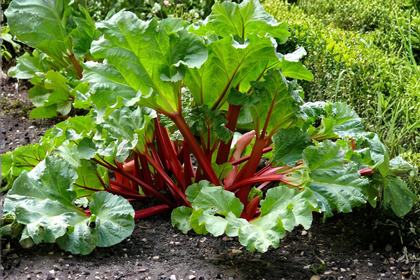 Victoria Rhubarb Seeds – Heirloom Rheum rhabarbarum for Tart Stalks, Pies & Jams, Cold-Hardy Vegetable, 10 Seeds