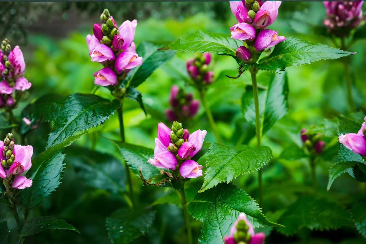White Turtlehead Seeds (Chelone glabra) – Native Wetland Flower, Pollinator & Butterfly Host, Moisture-Loving Wildflower Seeds