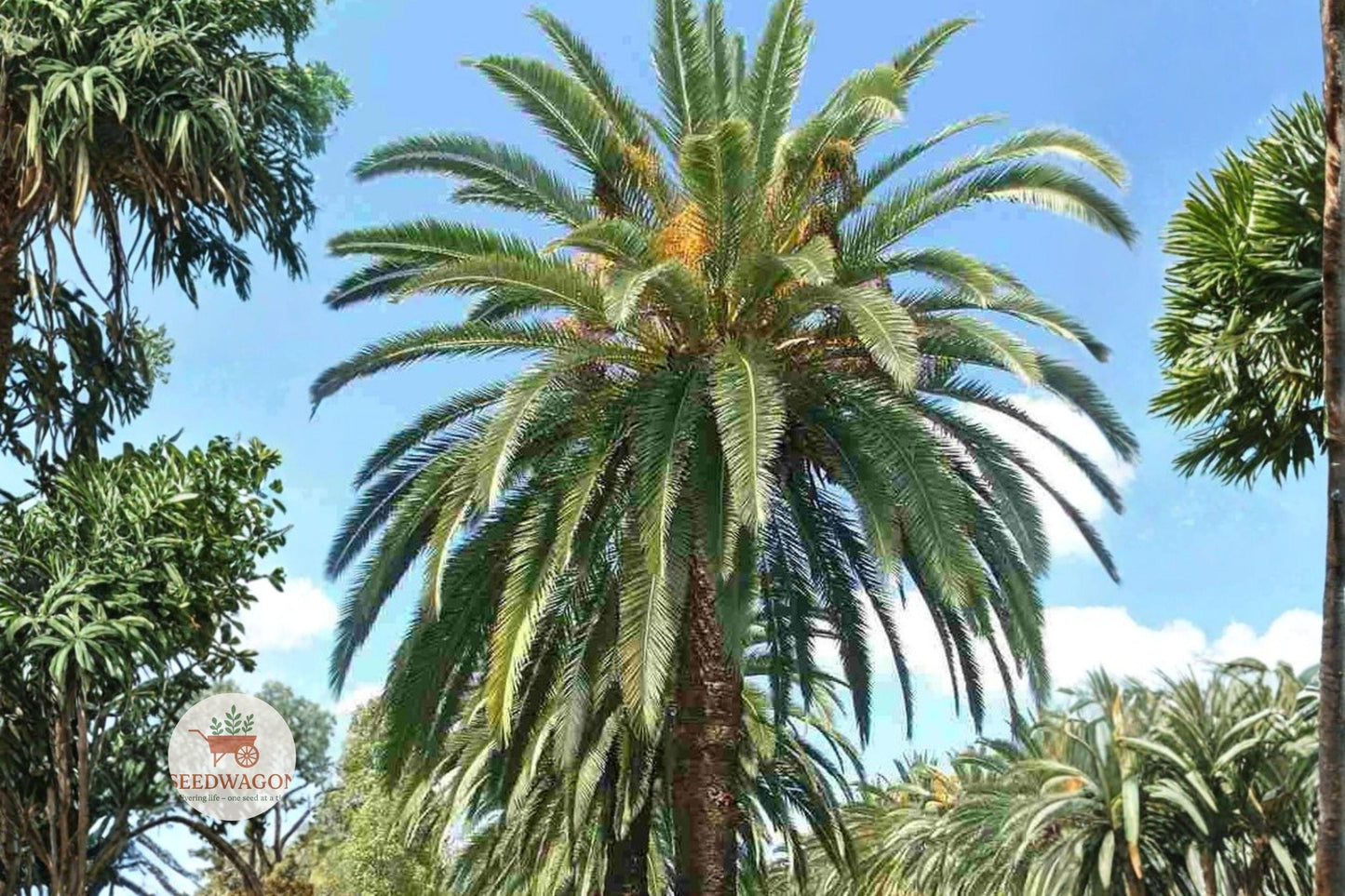Canary Date Palm Seeds – Phoenix canariensis Ornamental Tropical Palm Tree, Landscape, Patio, Poolside, 10 Seeds