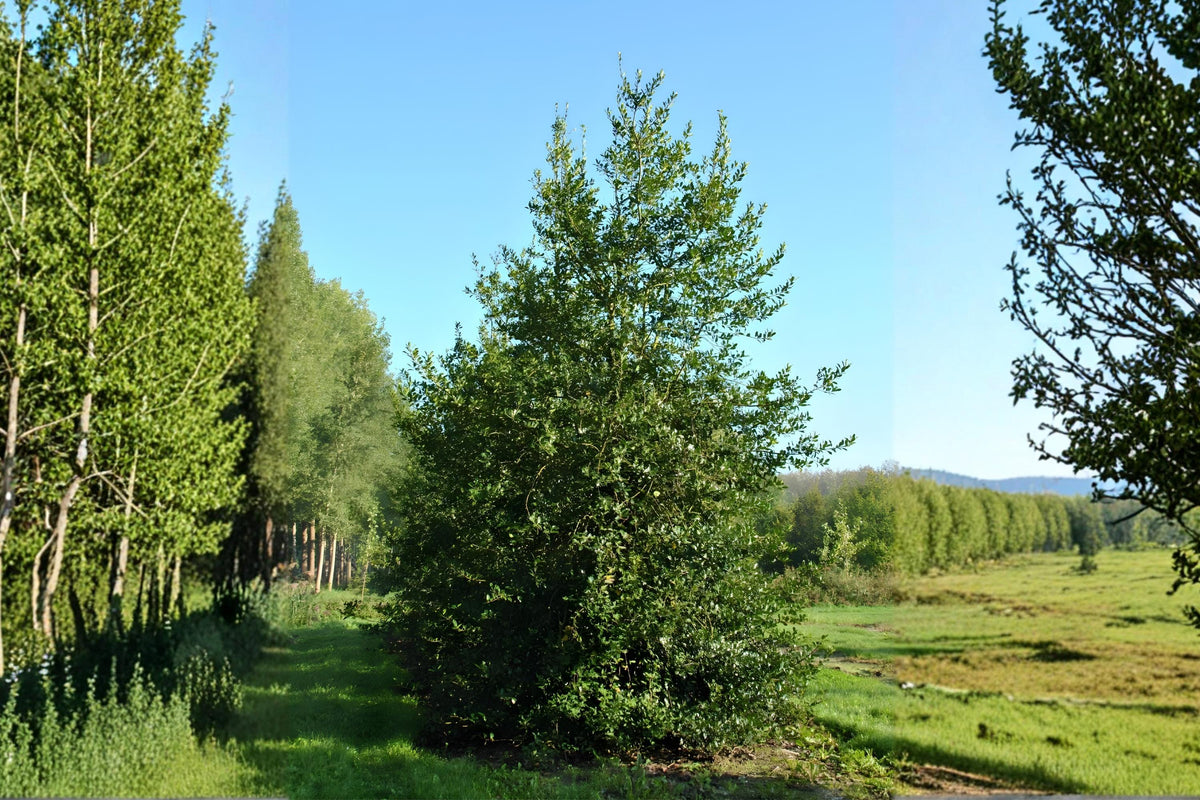 English Holly Seeds, Ilex aquifolium, Evergreen Shrub, Bright Red Berries, Ornamental Landscape, Bird-Friendly Plant