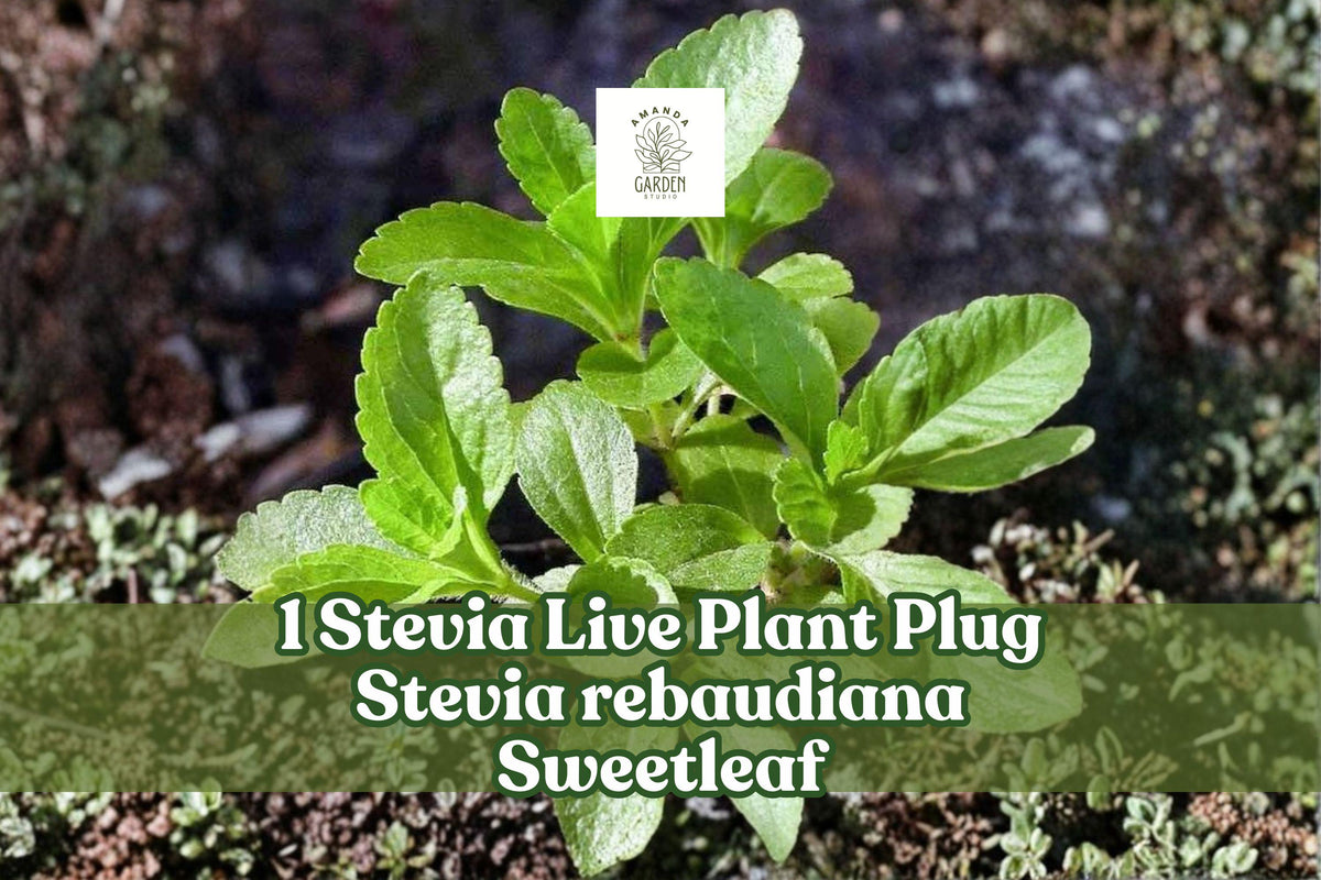Stevia rebaudiana Live Plant Plug | Culinary Herb, Sweetleaf, Candyleaf | Kitchen Garden, Patio Container