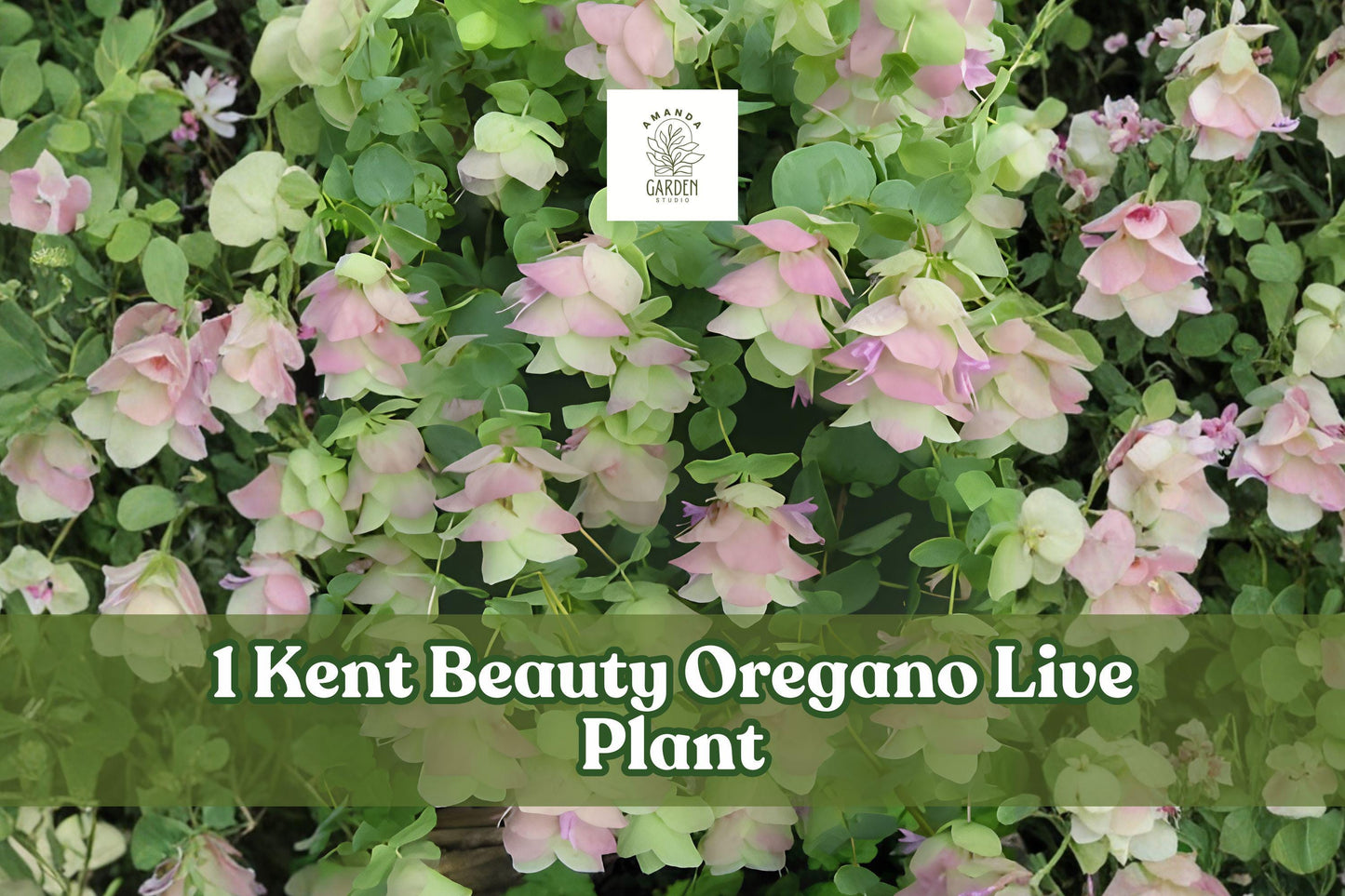 Kent Beauty Ornamental Oregano Live Plant Plug - Trailing Herb, Pink & Green Bracts, Perennial, Origanum ‘Kent Beauty’