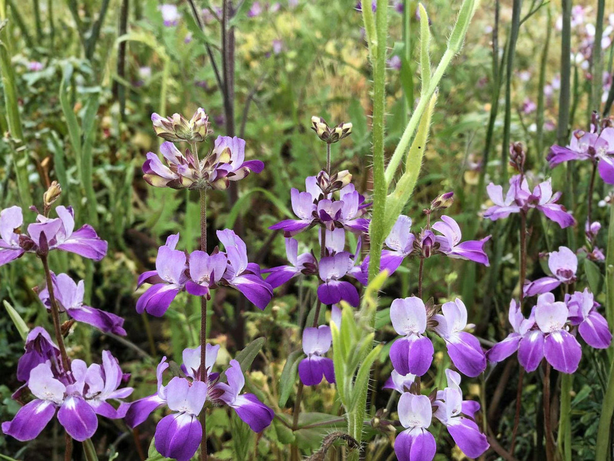 Chinese Houses Flower Seeds | Collinsia Heterophylla | Pink, Purple & White Wildflower | Annual Garden Plant