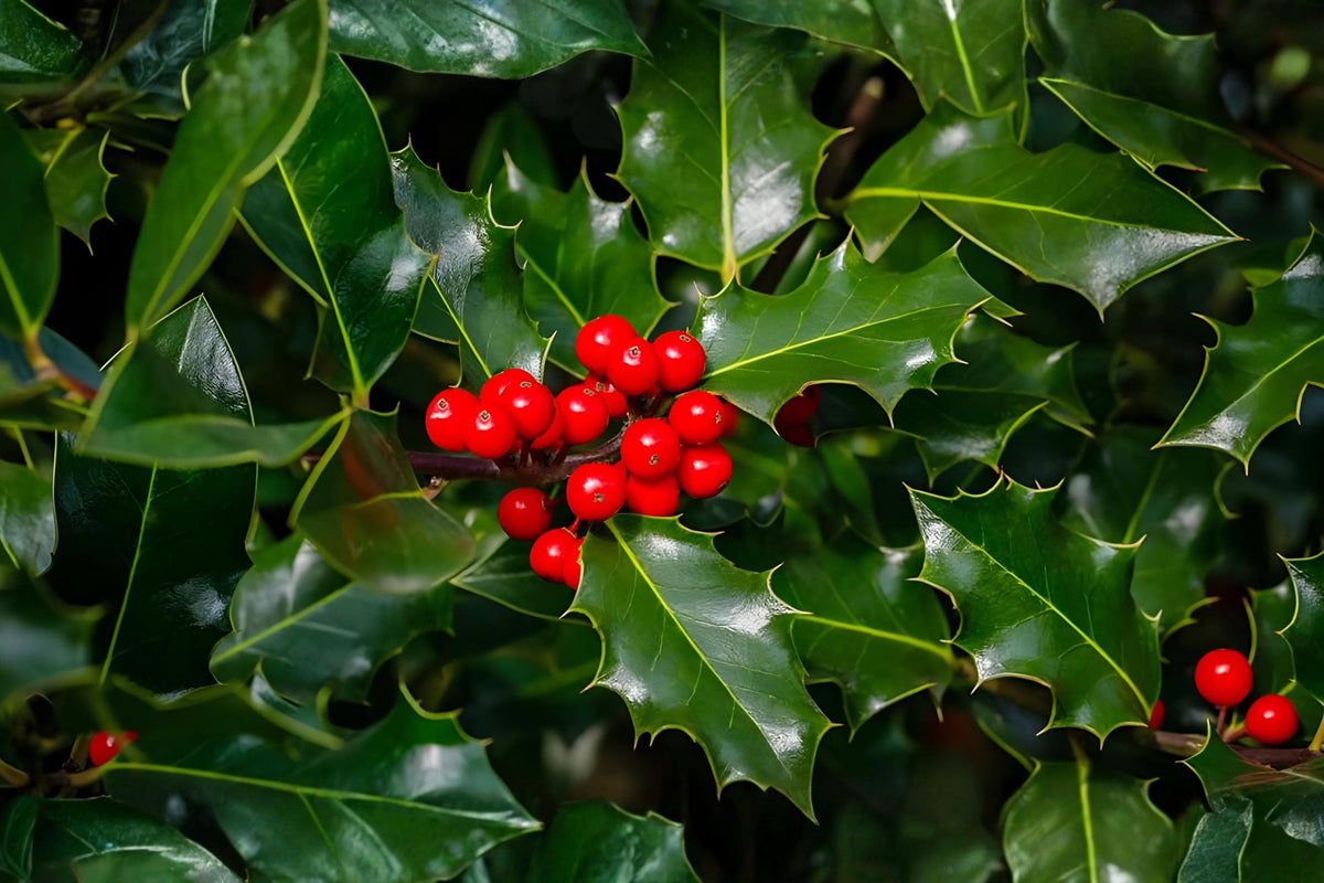 Chinese Holly Seeds (Ilex cornuta) – Evergreen Shrub for Hedges, Screens & Ornamental Landscaping, Bright Red Berries, Low-Maintenance