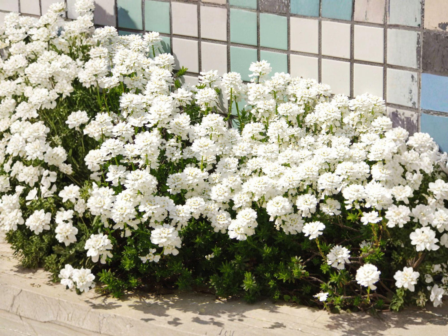 Empress Rocket Candytuft Flower Seeds | Iberis Amara | White Blooms | Cottage Garden & Border Plant | 100 Seeds