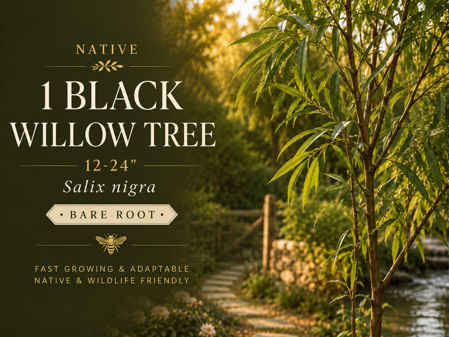 Black Willow Bare Root Tree 12-24in Salix nigra Native Wetland Landscape, Deciduous Tree for Pond Edges & Erosion Control