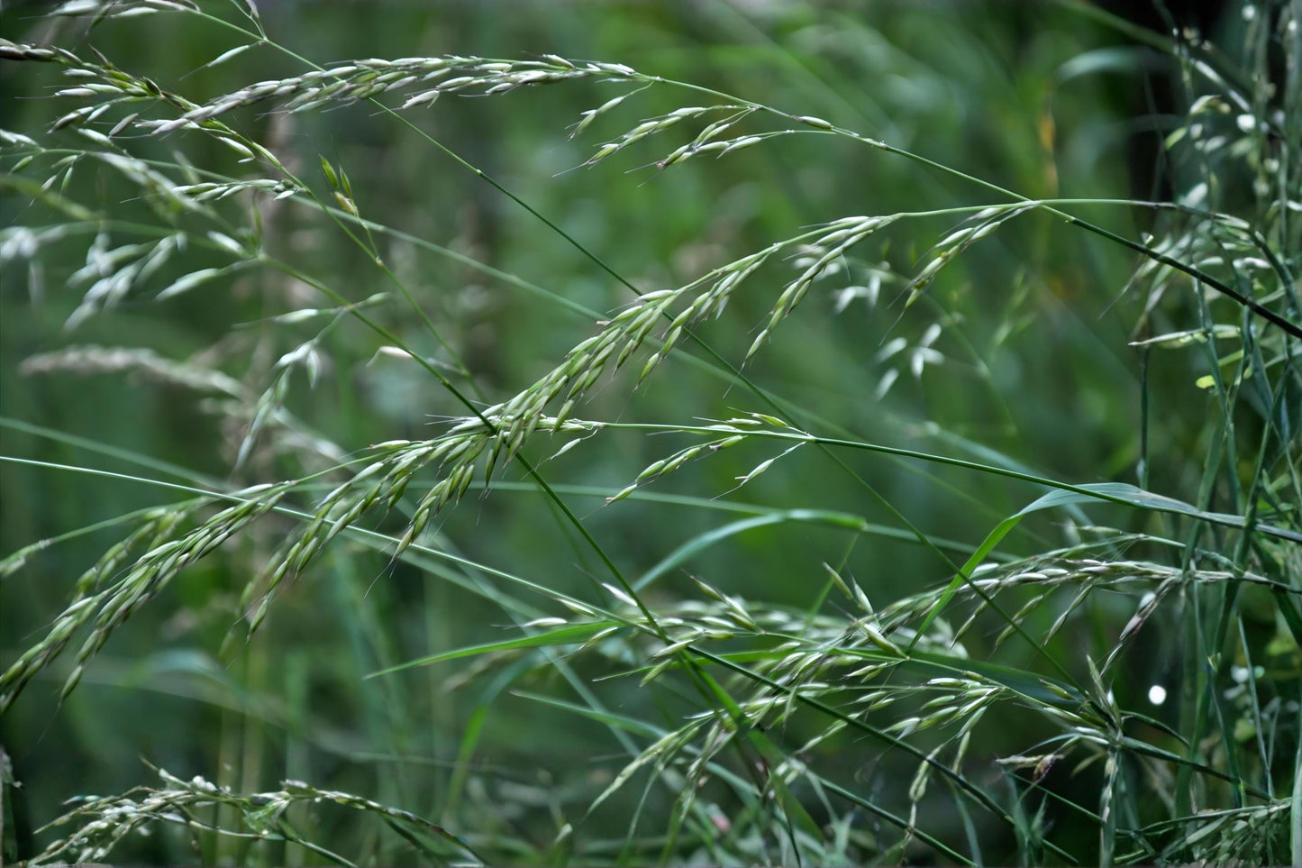Rough Bluegrass Seeds (Poa trivialis) – Cool-Season Grass for Lawns, Shade, Moist Areas, Ground Cover, Erosion Control, 100 Seeds