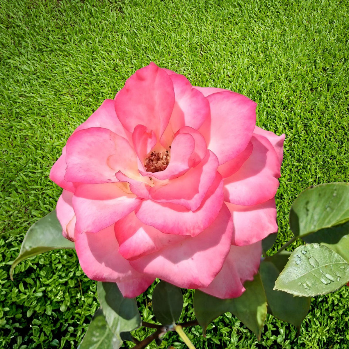 Nichole Rose Floribunda Shrub Plant – White Pink Blooms – Rosa spp. – 1 Gallon Live Plant for Garden Beds & Landscape