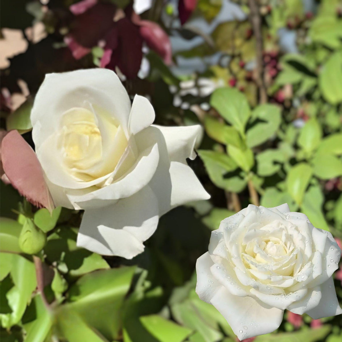 John F Kennedy Rose Hybrid Tea White 3 Gallon Live Plant, Rosa spp. Garden Shrub for Landscape