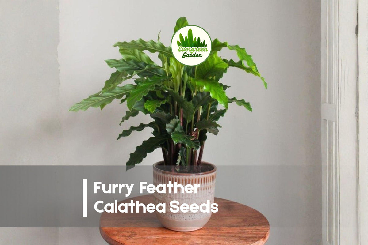 Furry Feather Calathea Seeds – Tropical Foliage Plant, Velvety Feathered Leaves, Indoor Decor, Calathea spp.