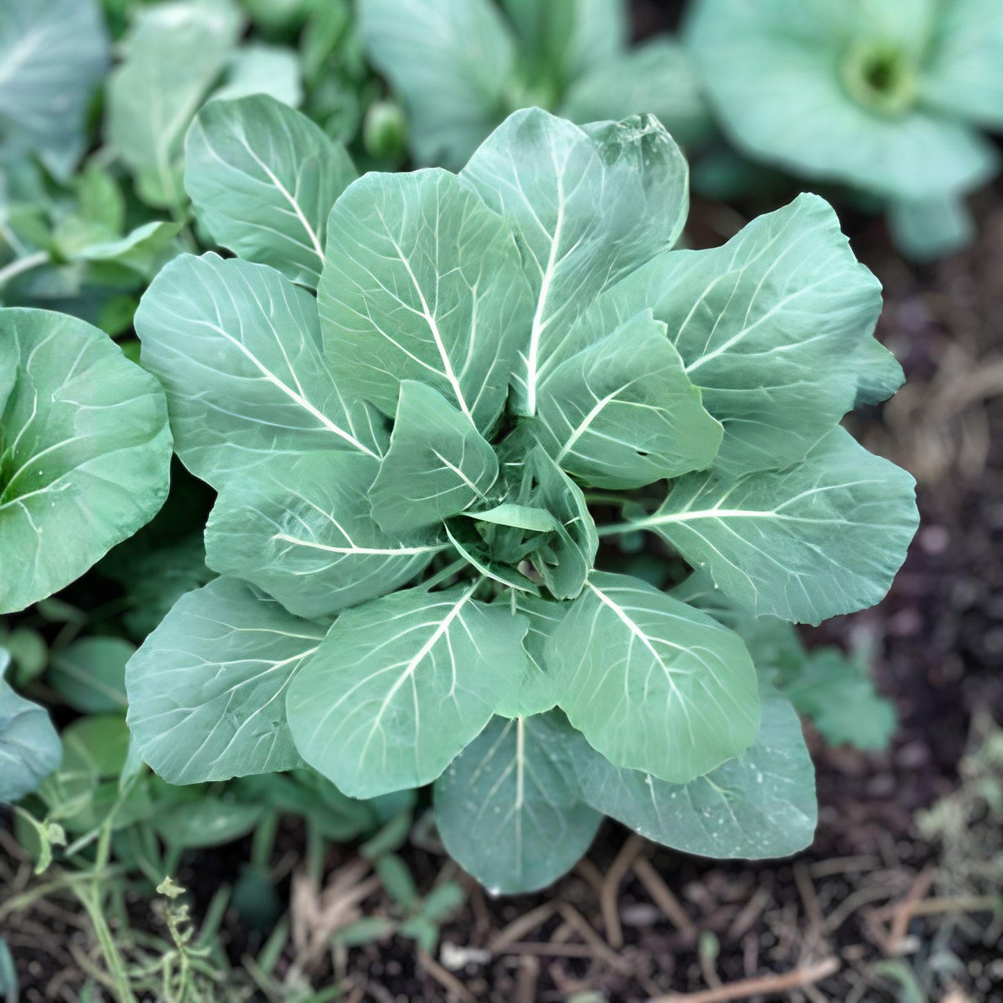 Champion Collards Seeds – Brassica oleracea, Leafy Green Vegetable, Cool-Season Garden Crop, 250 Seeds