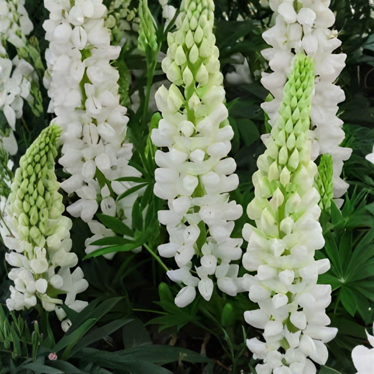 Russell White Lupine Seeds – Perennial Flowering Plant with White Blooms – Lupinus polyphyllus, Garden Borders & Naturalized Landscapes